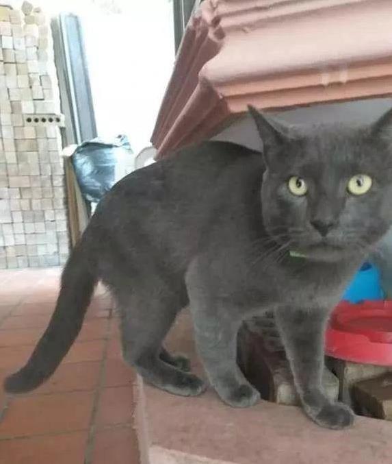 优先配 小猫脖子挂纸条，主人发现惊人秘密，它竟过双份生活？